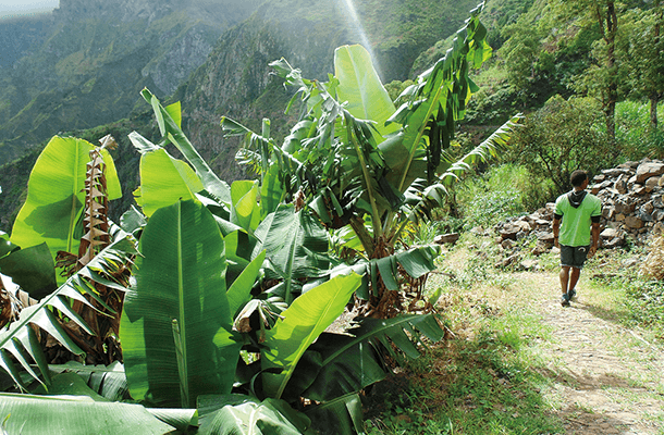 サントアンタン島の山間部に広がるバナナ園